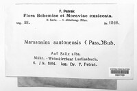 Marssonia santonensis image